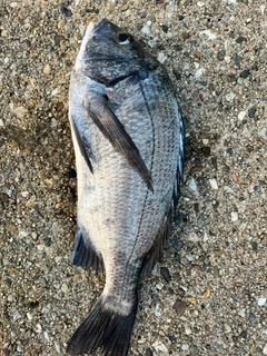 クロダイの釣果