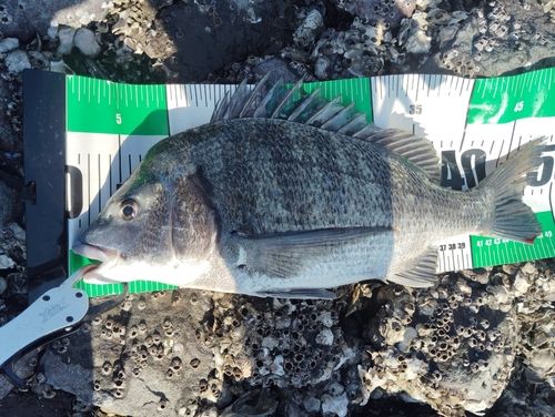 チヌの釣果