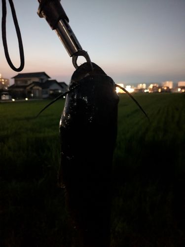 ナマズの釣果