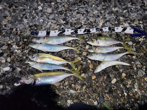 アジの釣果