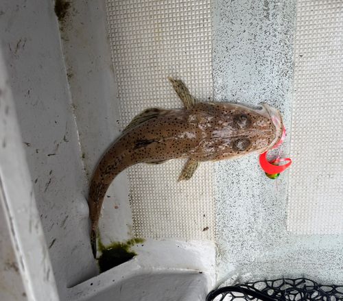 コチの釣果
