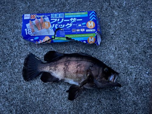 シロメバルの釣果