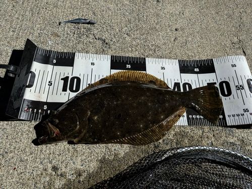 ヒラメの釣果
