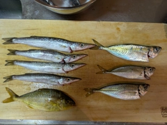 カマスの釣果