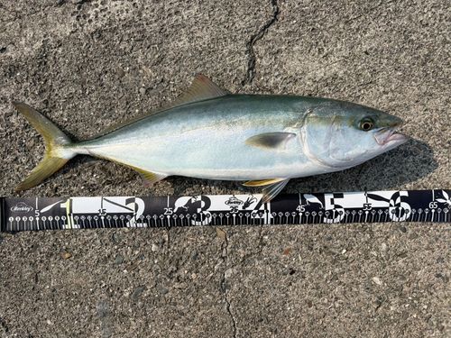 ツバスの釣果