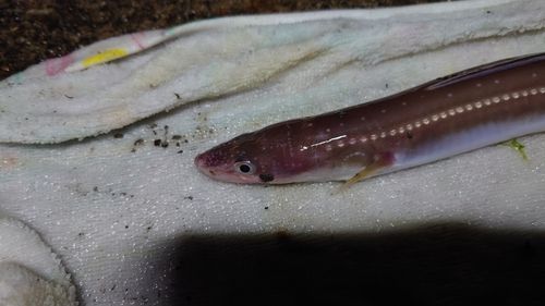 ハモの釣果