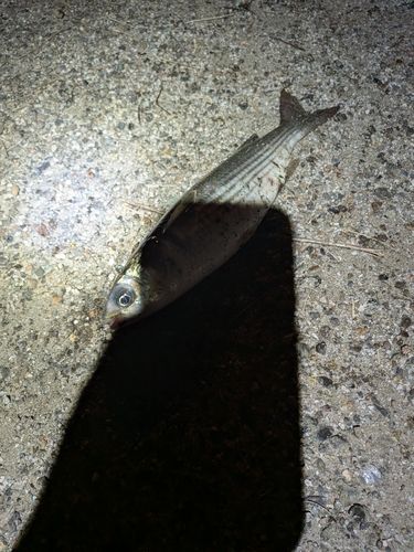 ボラの釣果