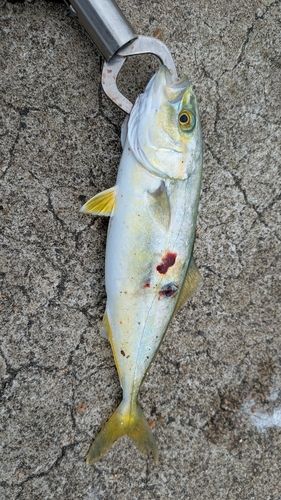 ワカシの釣果