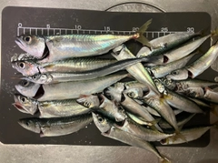 サバの釣果