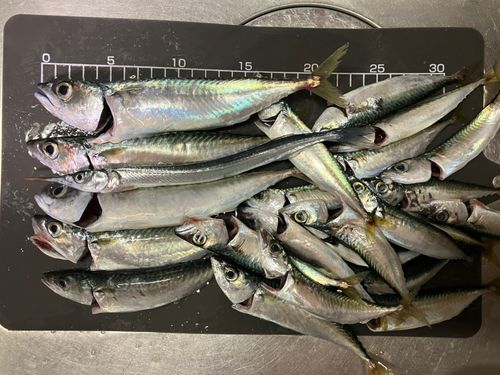 サバの釣果