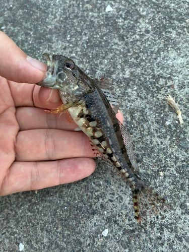 アナハゼの釣果