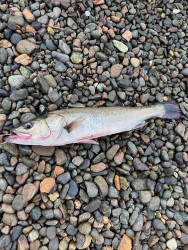 フッコ（マルスズキ）の釣果