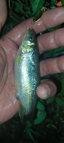 カワムツの釣果
