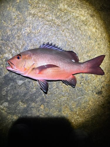バラフエダイの釣果