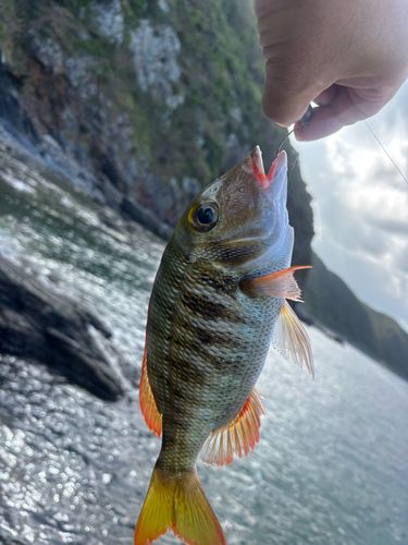 釣果