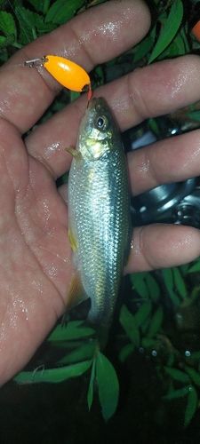 カワムツの釣果
