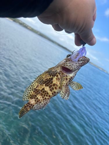釣果