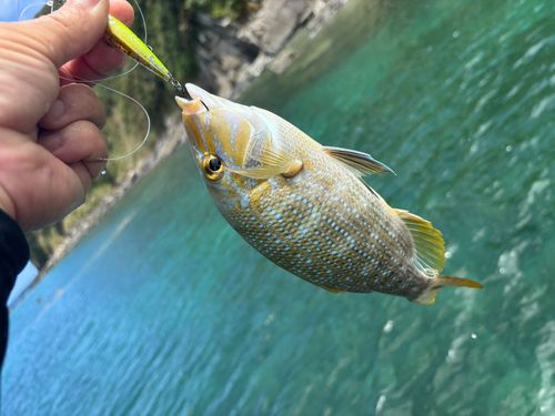 釣果