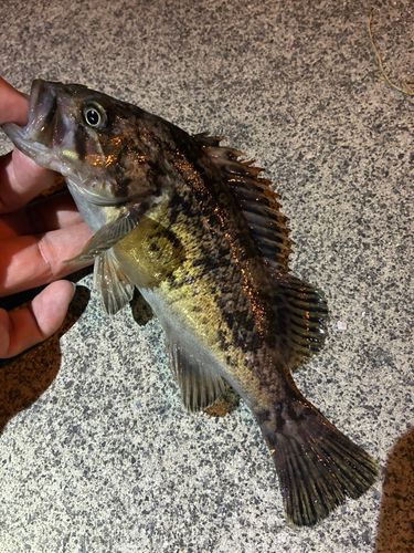 ソイの釣果