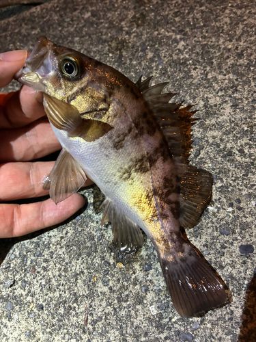 メバルの釣果
