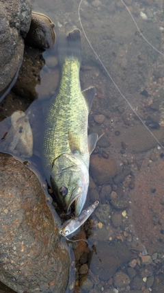 ブラックバスの釣果