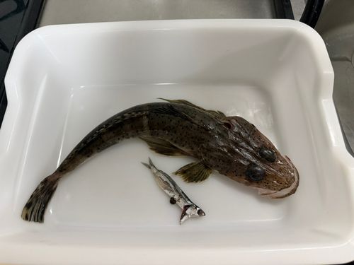 ワニゴチの釣果