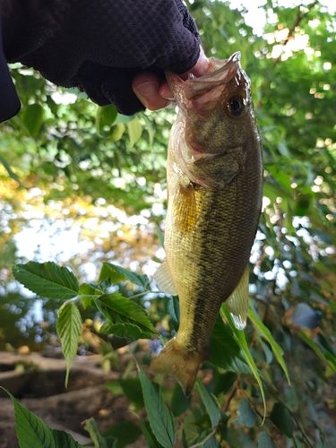 ラージマウスバスの釣果