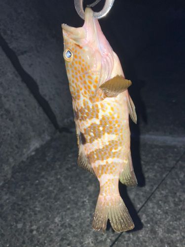 キジハタの釣果