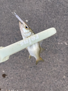 セイゴ（マルスズキ）の釣果