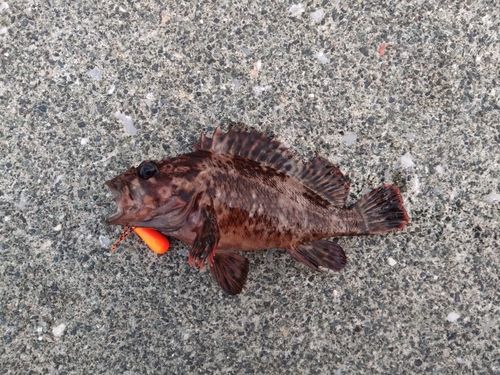ムラソイの釣果