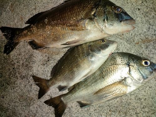 チヌの釣果