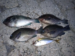 メジナの釣果