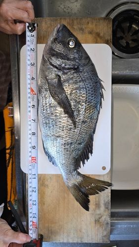 クロダイの釣果