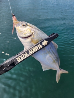 ショゴの釣果