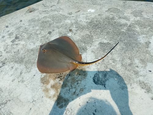 アカエイの釣果