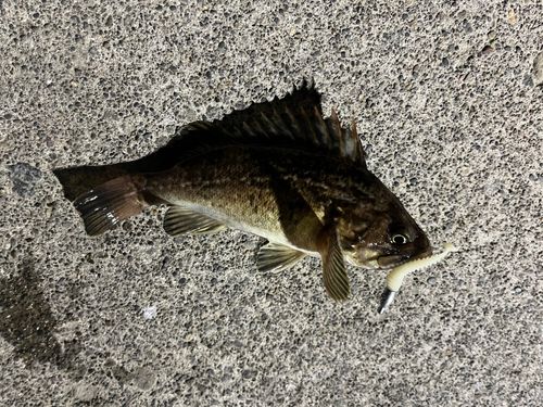クロソイの釣果