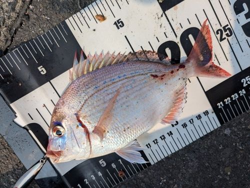 チダイの釣果