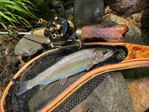 ニジマスの釣果