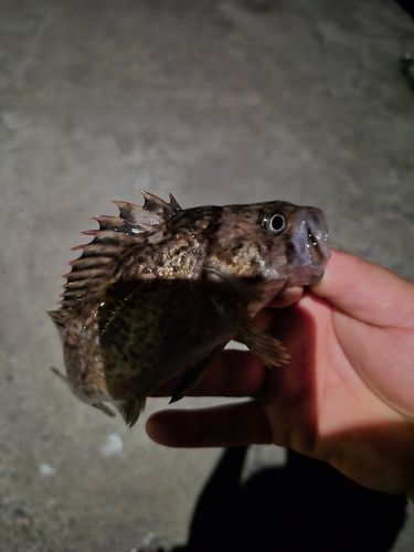 クロソイの釣果