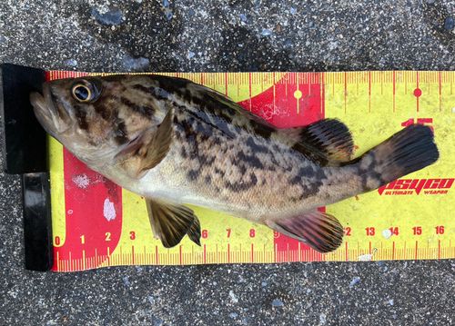 クロソイの釣果