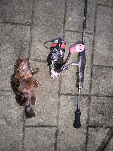 カサゴの釣果