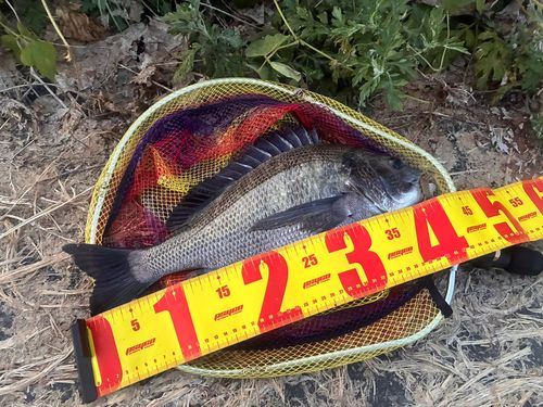 チヌの釣果