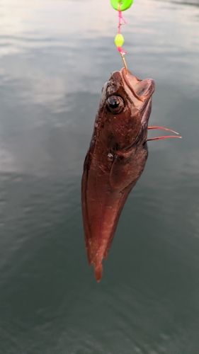 チゴダラの釣果