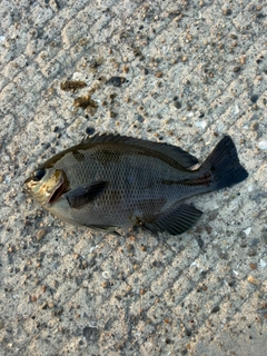 メジナの釣果