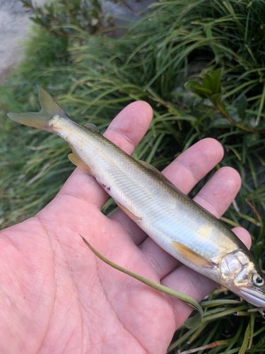 アユの釣果