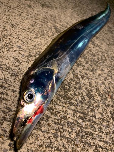 タチウオの釣果