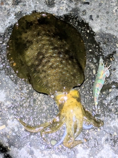 アオリイカの釣果