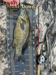 スモールマウスバスの釣果