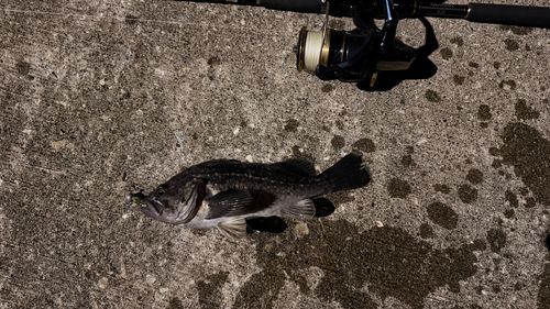 クロソイの釣果