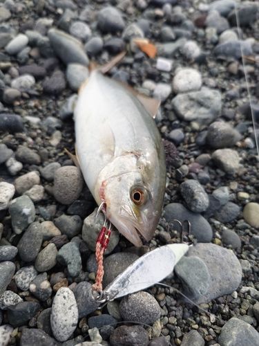 ショゴの釣果